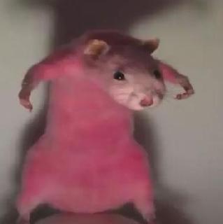 Imagem do grupo Amizades ❤️