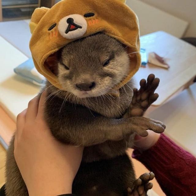 Imagem do grupo F I G U R I N H A S