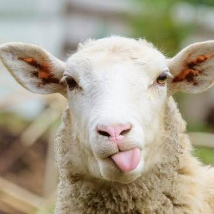 Imagem do grupo Tudo de animais ☺️