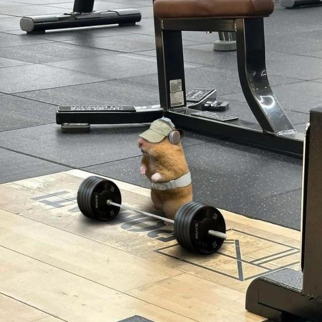 Imagem do grupo Gym rats🏋️♀️🏋️