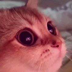 Imagem do grupo ||♡ 𝙵𝚎𝚜𝚝𝚊 ♡||