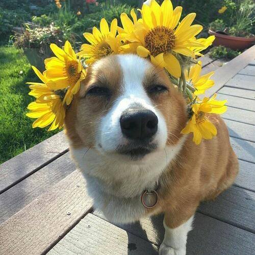 Imagem do grupo Amante de Animais 🐶🐱🐤