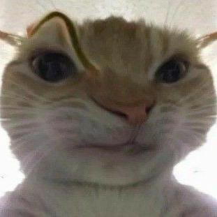 Imagem do grupo WEB DOS MALUCOS 😇