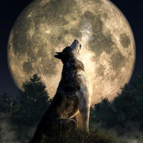 Imagem do grupo Alcateia 