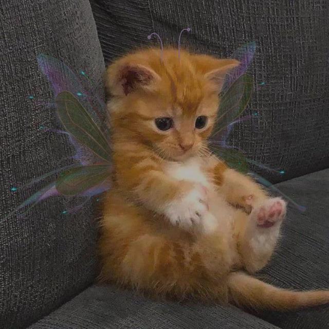 Imagem do grupo Nós amamos animais!