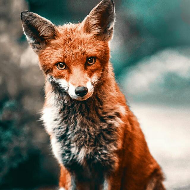 Imagem do grupo 🔥🦊🅕🅘🅡🅔🅕🅞🅧 🅜🅤🅢🅘🅒 🅑🅡🅐🅢🅘🅛🔥🦊🇧🇷