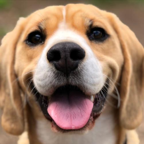 Imagem do grupo Amantes de pets