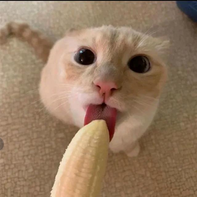 Imagem do grupo figurinhas e memes 🏴‍☠️🏴‍☠️