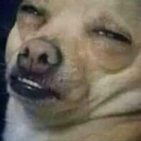 Imagem do grupo Bombar no wpp