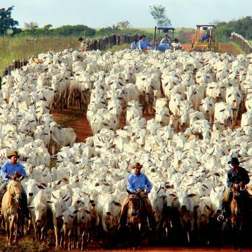 Imagem do grupo PECUÁRISTA SEM FRONTEIRA🐴