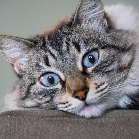 Imagem do grupo Apaixonados por gatinhos 