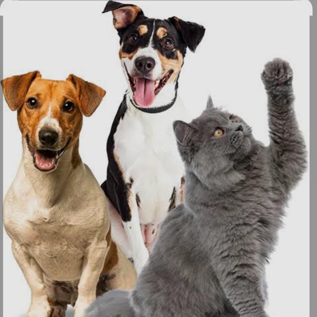 Imagem do grupo Grupo de pets