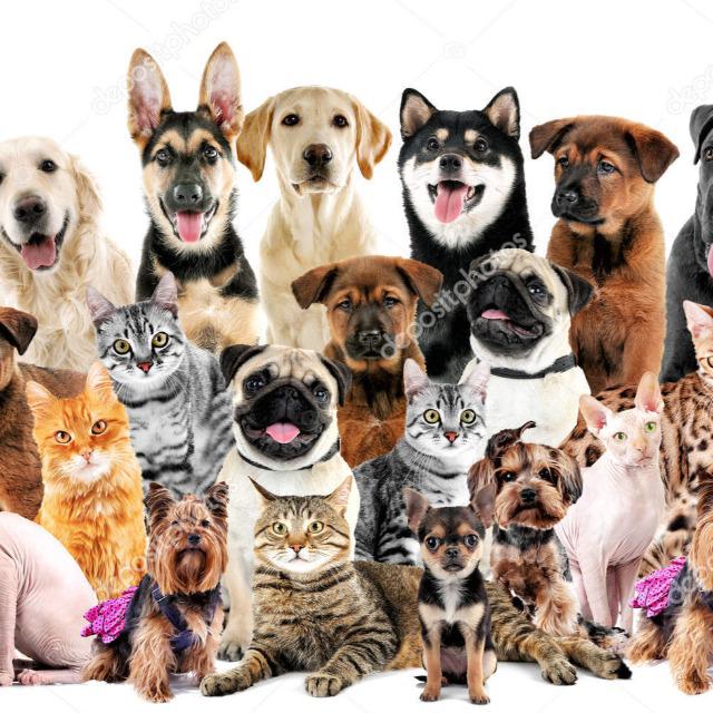 Imagem do grupo Grupo de pets