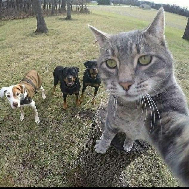 Imagem do grupo 🥇🇧🇷🩸FAMILIA 100 LIMITES🩸🇧🇷🥇