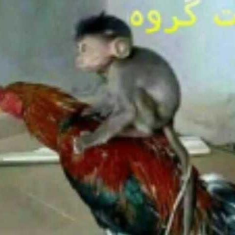 Imagem do grupo ミ★ 𝘒𝘪𝘯𝘨𝘴 𝘖𝘧 𝘈𝘳𝘮𝘢𝘨𝘦𝘥𝘰𝘮 ★彡