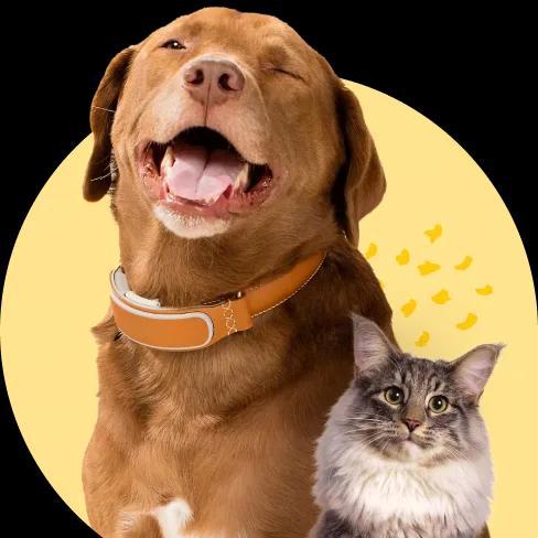 Imagem do grupo Grupo de pets
