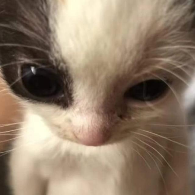 Imagem do grupo Ablublébe