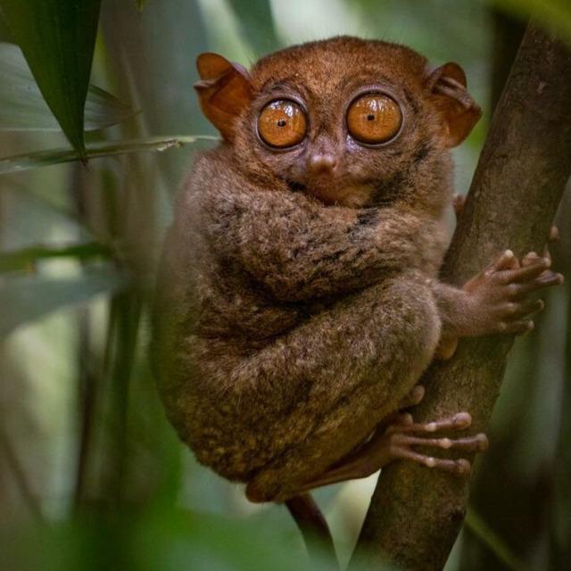 Imagem do grupo amo os animeis