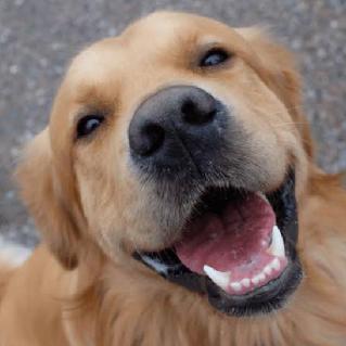 Imagem do grupo Grupo de pets